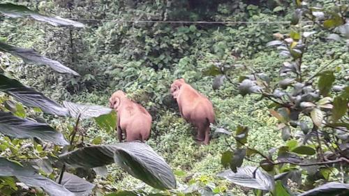 Periyar , gavi Jungle Safari