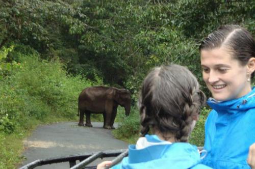 Periyar , gavi Jungle Safari