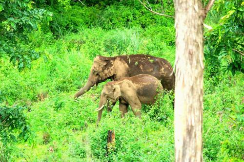 Periyar , gavi Jungle Safari