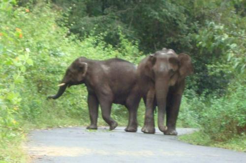 Periyar , gavi Jungle Safari