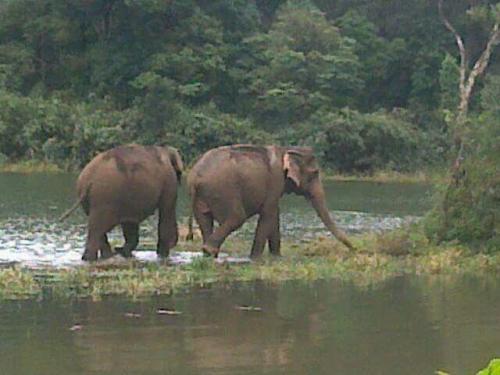 Periyar , gavi Jungle Safari