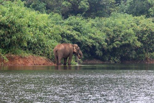 Periyar , gavi Jungle Safari