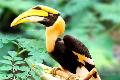 Periyar , gavi Jungle Safari