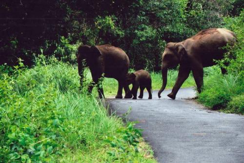 Periyar , gavi Jungle Safari
