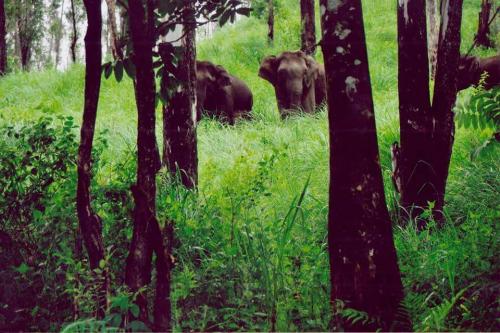 Periyar , gavi Jungle Safari