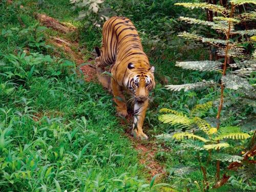 wild-animals